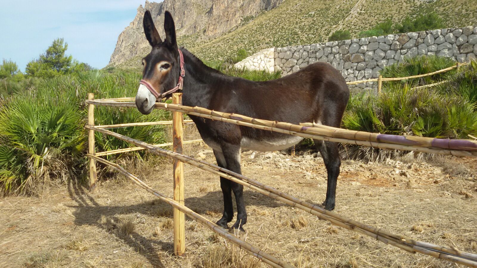 https://www.driverinsicily.com/public/img/fotoalbum/sicilian_donkey.jpg